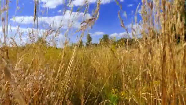 La caméra se déplace à travers de hautes herbes d'été dans un champ européen.