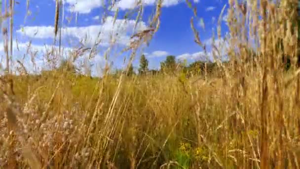 La fotocamera si muove attraverso l'erba alta estate in un campo europeo. — Video Stock