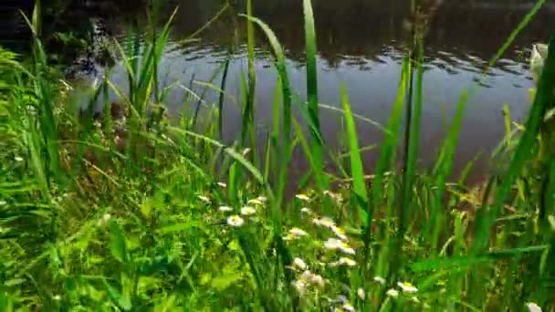 La fotocamera si muove lungo la riva del lago attraverso l'erba verde estiva. — Video Stock