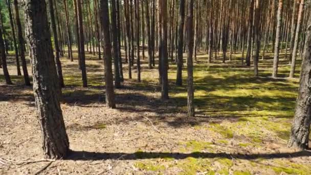 Kameran rör sig genom en sommartallskog. Trädstammar och ljusstrålar. — Stockvideo