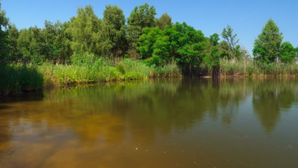 Sommerzeit. See im Wald. Das Flussufer ist mit Büschen und Bäumen bewachsen. — Stockvideo