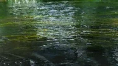 Altında yeşil yosunlar olan sığ bir nehrin sığ akışı.