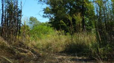 Genç bir adam yazın ormanda kameraya doğru yürür..