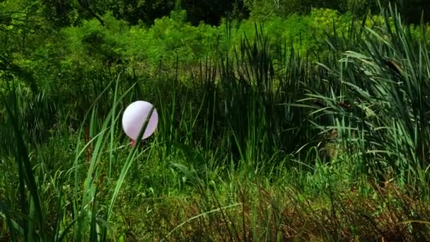 Fioletowy balon na zielonym bagnie w lesie. Nietypowy symbol straty. — Wideo stockowe