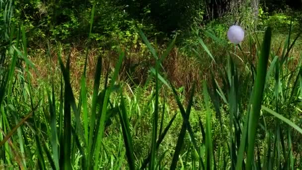 Fioletowy balon w gąszczu lasu. Gęsta zielona trawa. Samotność. — Wideo stockowe