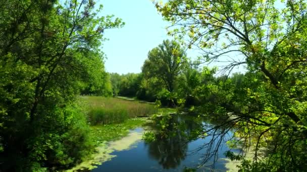 Un tranquillo fiume estivo scorre attraverso la foresta verde. Natura europea. — Video Stock