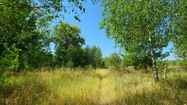 A câmera se move ao longo de um caminho através de uma floresta ensolarada de verão. Viagens e natureza. — Vídeo de Stock