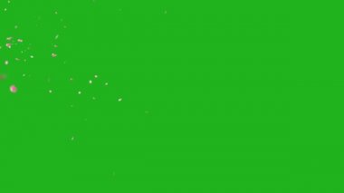 Düşen gül yaprakları yeşil ekran arkaplanlı hareket grafikleri