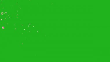 Düşen gül yaprakları yeşil ekran arkaplanlı hareket grafikleri