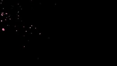 Düşen gül yaprakları hareket grafikleri ve gece arkaplanı