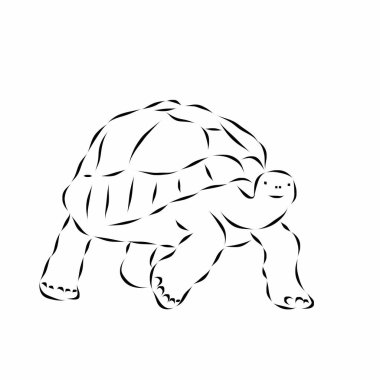 Kaplumbağa beyaz arka planda güzel bir resim