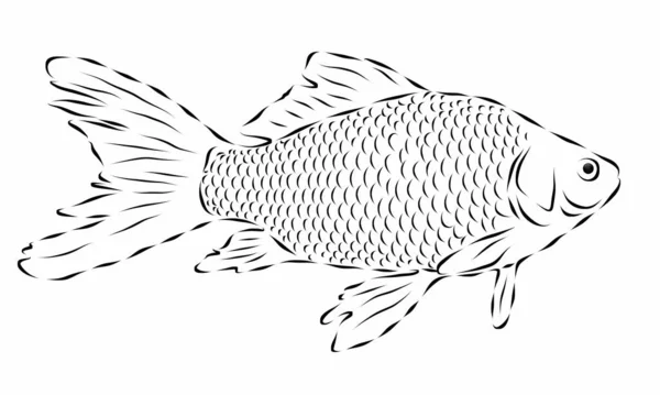 Fisk Vacker Illustration Vanlig Vit Bakgrund — Stockfoto