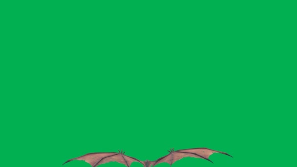 Flying Dragon Motion Graphics Green Screen Background — Stock Video