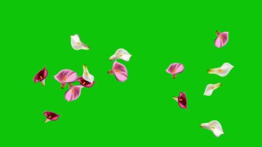 Yukarı zıplayan Calla Lily çiçekleri yeşil ekran arka planlı hareket grafikleri