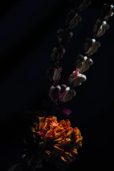 Blutung Mit Der Getrockneten Blumengirlande Auf Schwarzem Hintergrund — Stockfoto