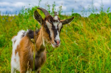Michurinsk 'teki Voronezh Ormanı yakınlarındaki çayır.