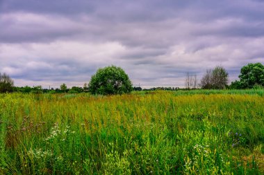 Michurinsk 'teki Voronezh Ormanı yakınlarındaki çayır.