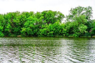 Voronezh Ormanı, Michurinsk