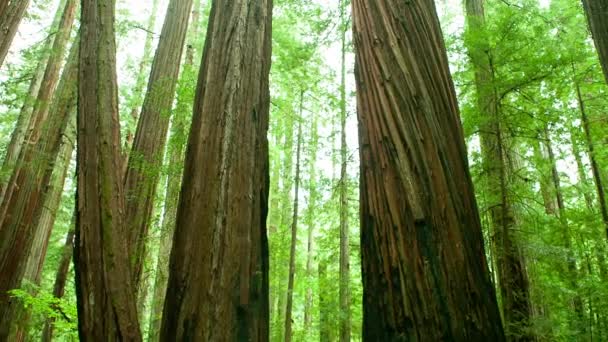 Γίγαντα Redwoods Λεωφόρος Των Γιγάντων Βόρεια Καλιφόρνια — Αρχείο Βίντεο