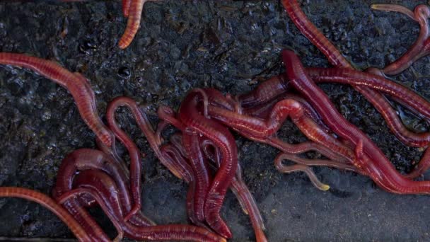 Macro Shot Red Earth Worms Wriggling Squirming — Stock Video