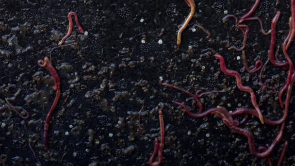 Shot Red Earth Worms Wriggling Squirming Stock Footage
