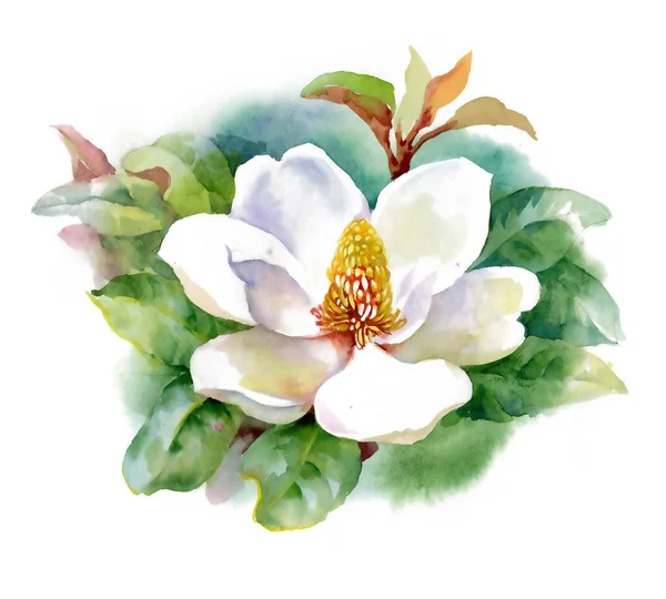 Aquarel wildwater-lilly veldboeket patroon met frog op vijver vectorillustratie — Stockfoto