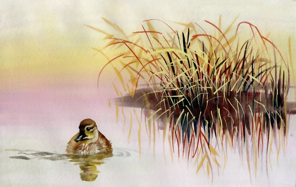 Úszás Tóban Akvarell Illusztráció Vadkacsa — Stock Fotó