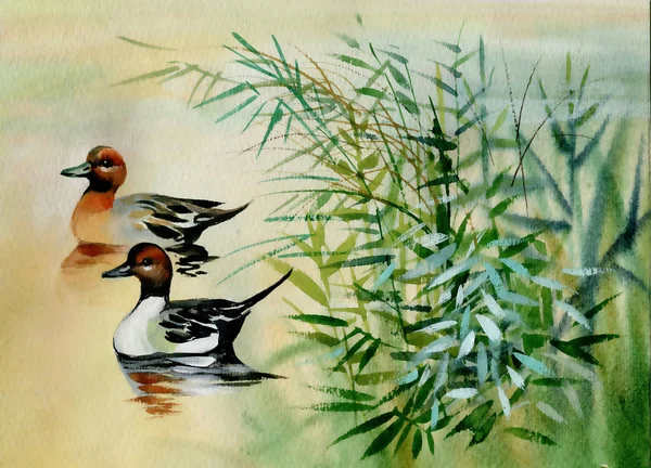Husy Hrnou Koupání Rybníku Akvarel Ilustrace — Stock fotografie