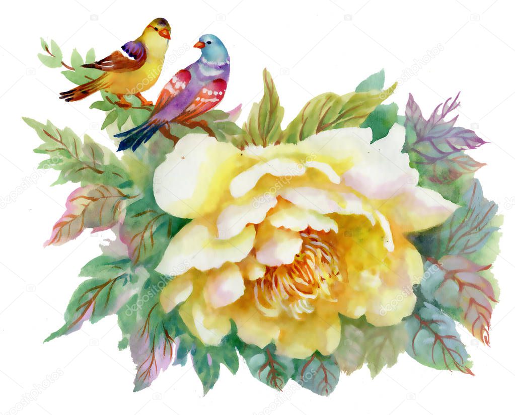  watercolor painting of  rose and colorful birds on white background
