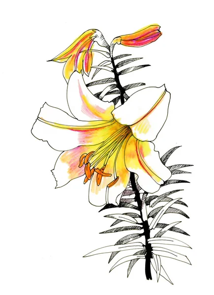 Aquarelllilien Isoliert Auf Weißem Hintergrund Handgezeichnete Illustration Von Blumen Kann — Stockfoto