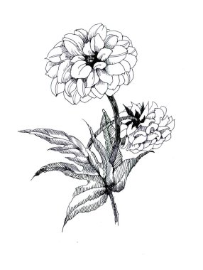 Çiçek grafik hat el çekilmiş bw