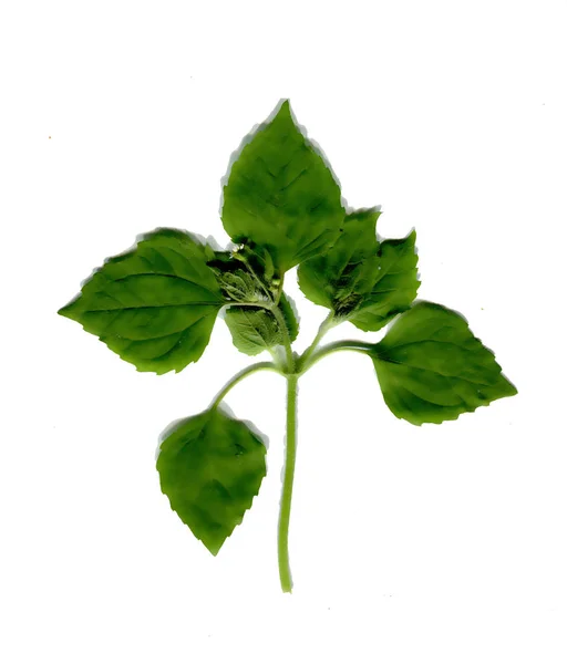 Green Hand Drawn Plant — Stock Photo, Image