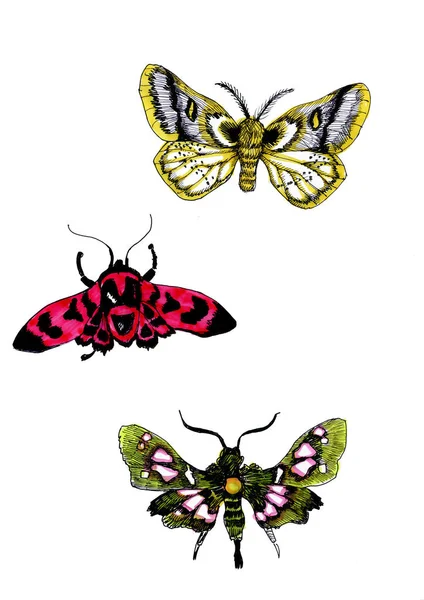 Collectie Aquarel Vliegen Vlinders — Stockfoto