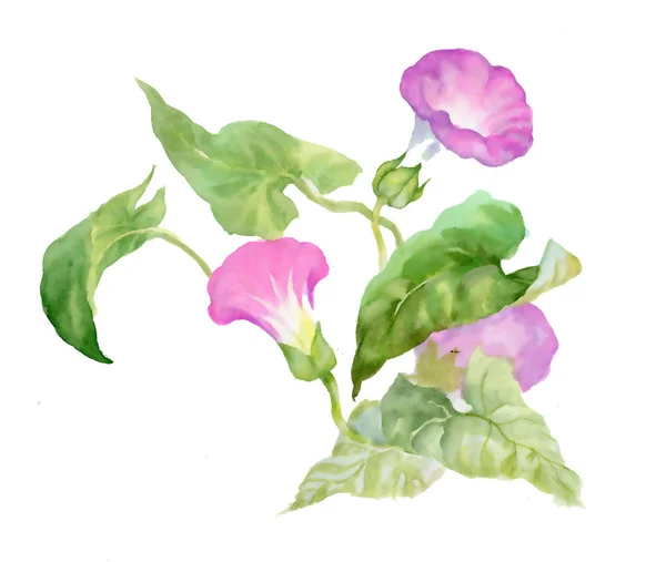 Różowa Lilia Wody Akwarela Ilustracja Białym Tle — Zdjęcie stockowe