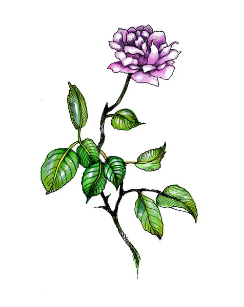 Illustration Florale Aquarelle Fleur Vive Rose Vif Feuilles Vertes — Photo