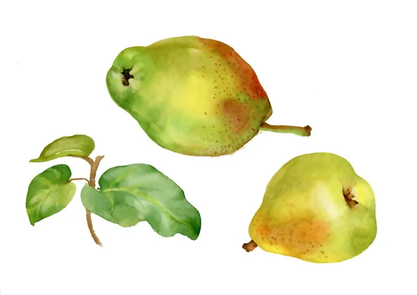 Hand Drawn Watercolor Botanical Painting Pears Isolated White Background — Stock Photo, Image