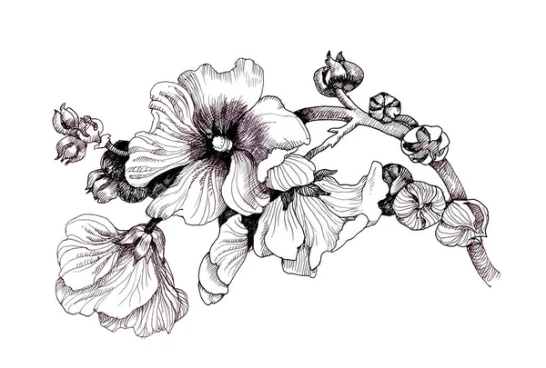 Linha Gráfica Floral Desenhada Mão — Fotografia de Stock