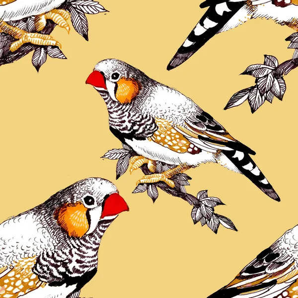 Helle Bunte Vögel Hintergrund — Stockfoto