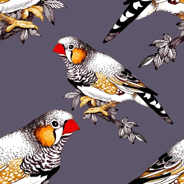 Parlak Renkli Kuşlar Arka Plan — Stok fotoğraf