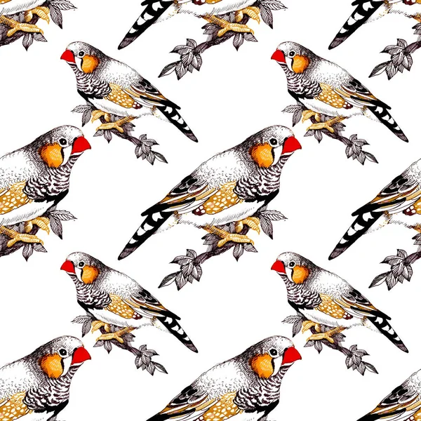 bright colorful birds background