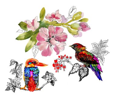 Suluboya çiçekli, illüstrasyon izole elle çizilmiş bir şube kuşlar çizim
