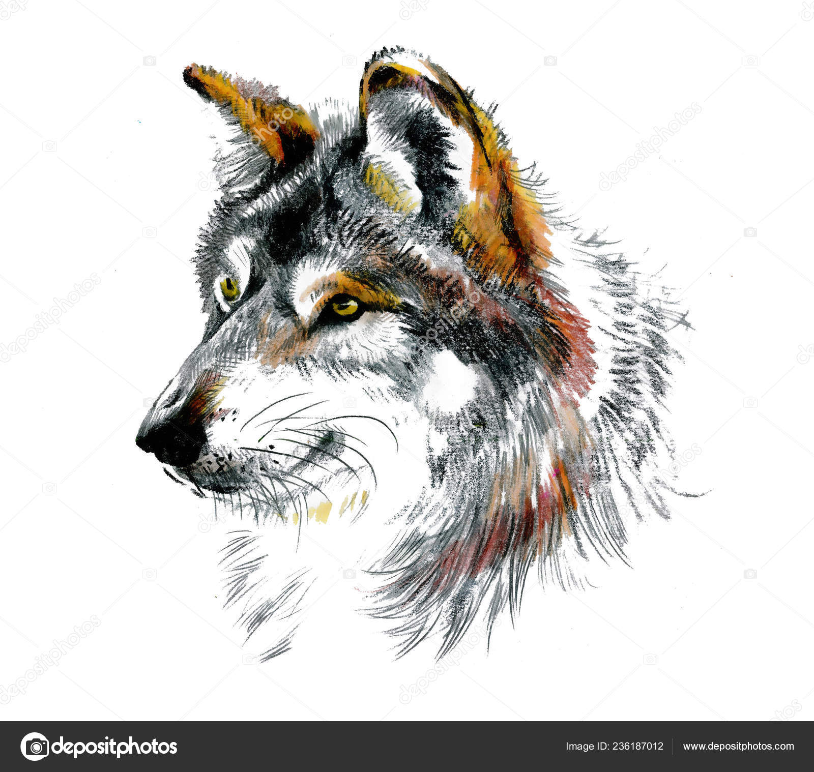 Schöne Handgezeichnete Wolf Mit Bleistift Graphit Isoliert Auf Weiß  Stockillustration von ©Kostan-PROFF #236187012, image size:1600x1518