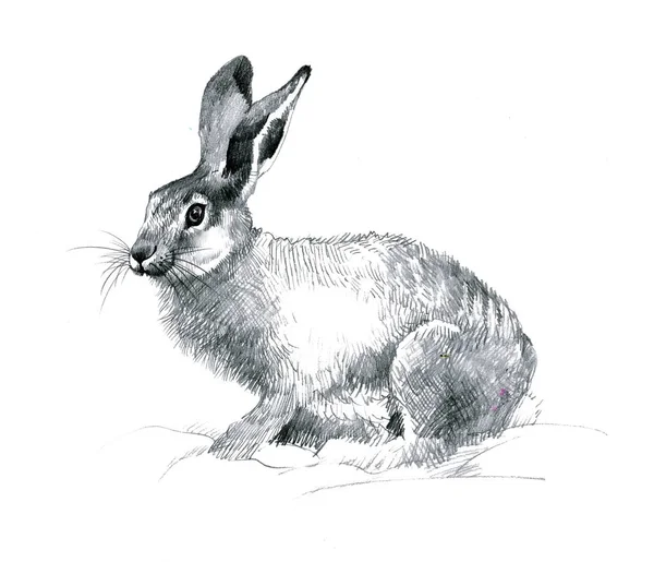 Beautiful Hand Drawn Rabbit Made Graphite Pencil Isolated White — Stock Photo, Image