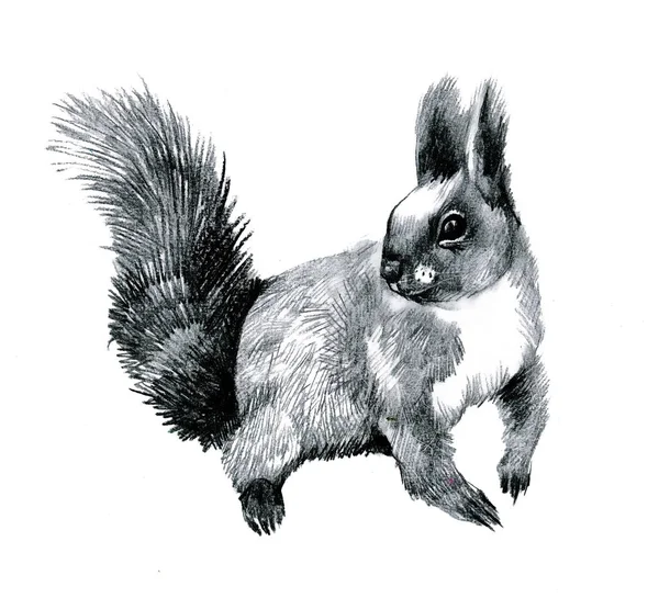 Schöne Handgezeichnete Eichhörnchen Mit Bleistift Graphit Isoliert Auf Weiß — Stockfoto
