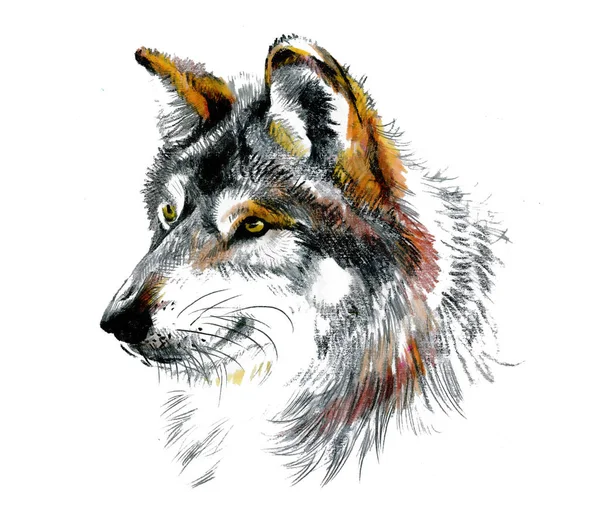 Beau Loup Dessiné Main Avec Crayon Graphite Isolé Sur Blanc — Photo