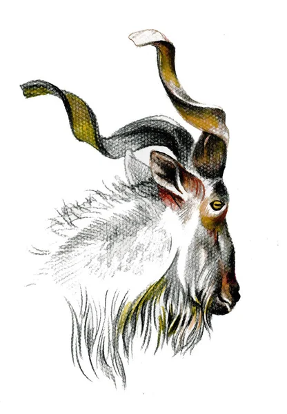 Beautiful Hand Drawn Goat Made Graphite Pencil Isolated White — Stock Photo, Image