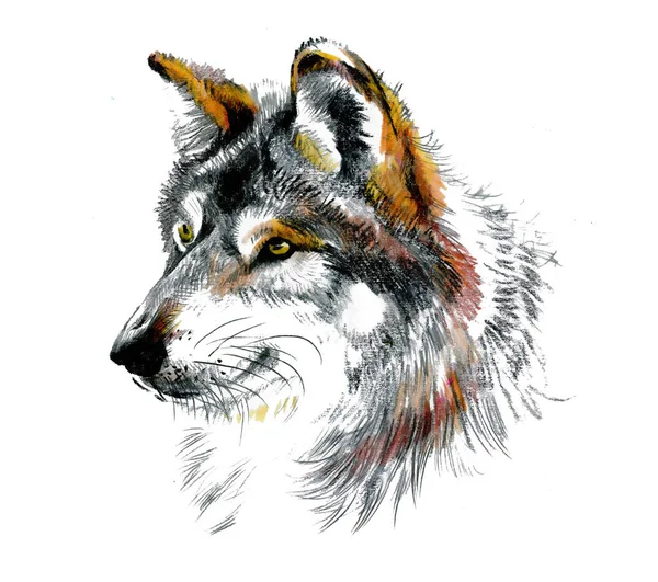 Schöne Handgezeichnete Wolf Mit Bleistift Graphit Isoliert Auf Weiß lizenzfreie Stockfotos