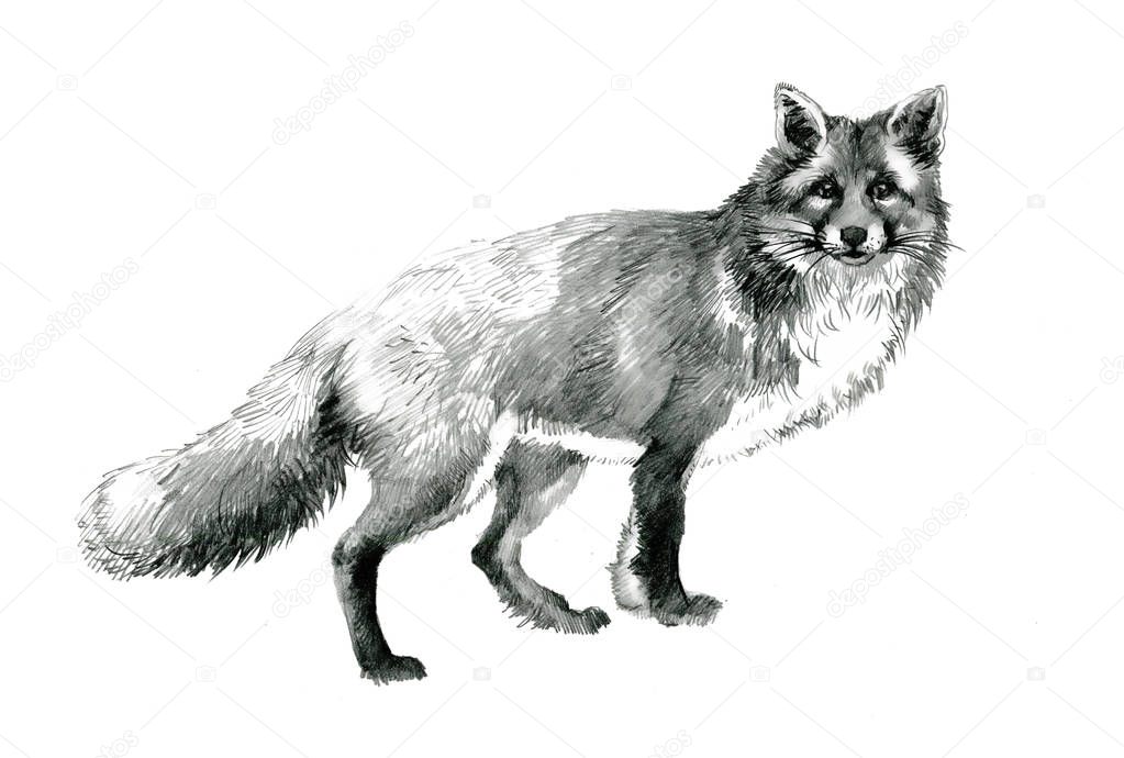 beautiful hand-drawn fox made with graphite pencil isolated on white