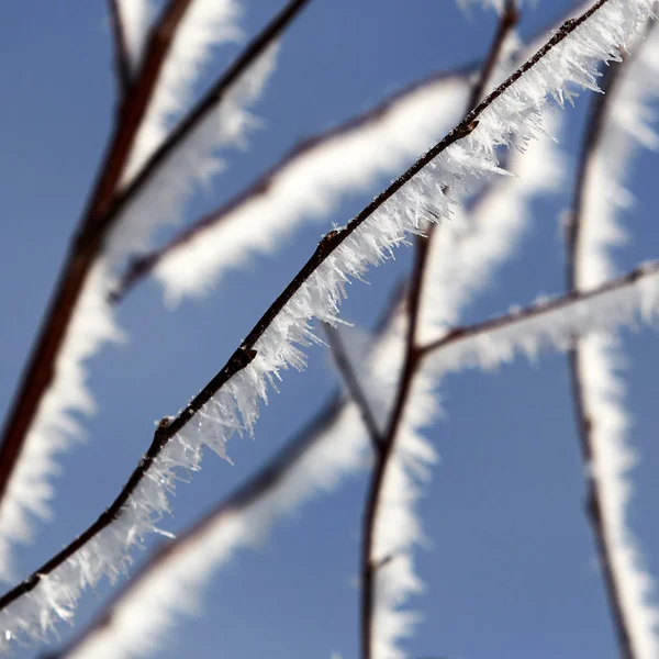 Branches covered in snow and ice crystals — Stock Photo, Image