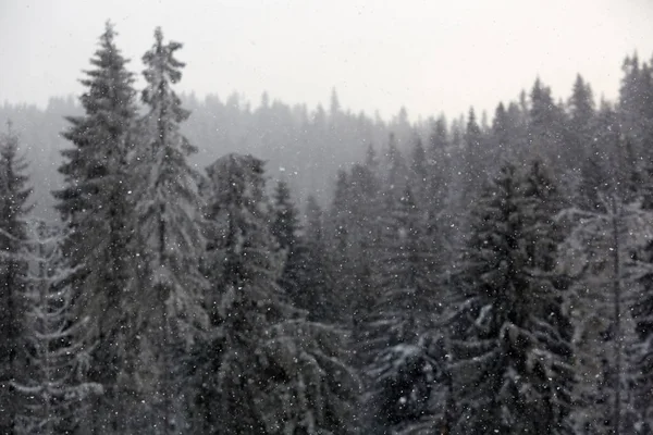 Χειμερινή χώρα των θαυμάτων με έλατα. Έννοια Ευχές Χριστουγέννων με χιονοπτώσεις — Φωτογραφία Αρχείου